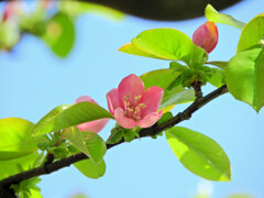 花梨の花が開花　７