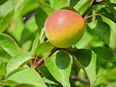 うめっすぅ　５