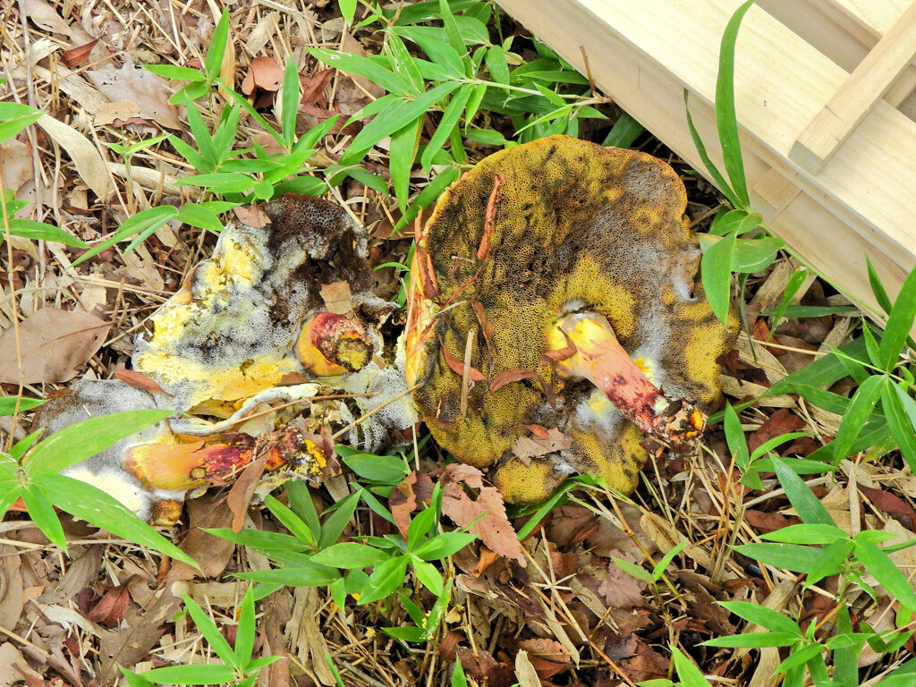 等々力緑地公園・・森で　キノコ　１０