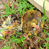 等々力緑地公園・・森で　キノコ　１０