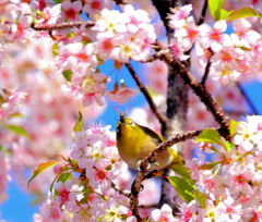 ヒマラヤ桜ジロー・蜂さんを啄む^_^;