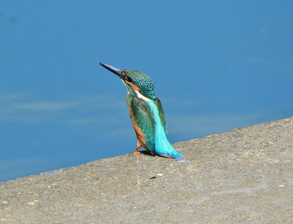 久々のカワセミさん　１