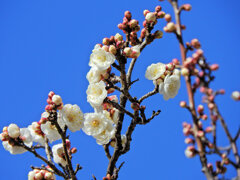 白梅が開花　６