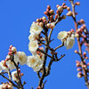 白梅が開花　６