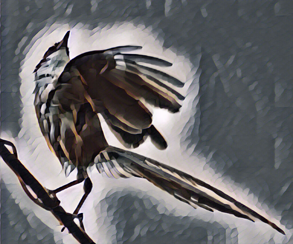 オナガ・・レタッチ加工でお遊び　２