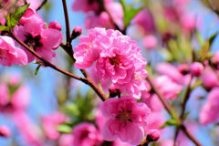 花桃　５
