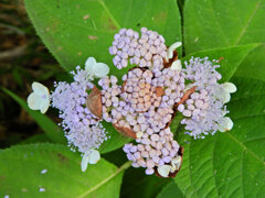 里山で玉紫陽花　６