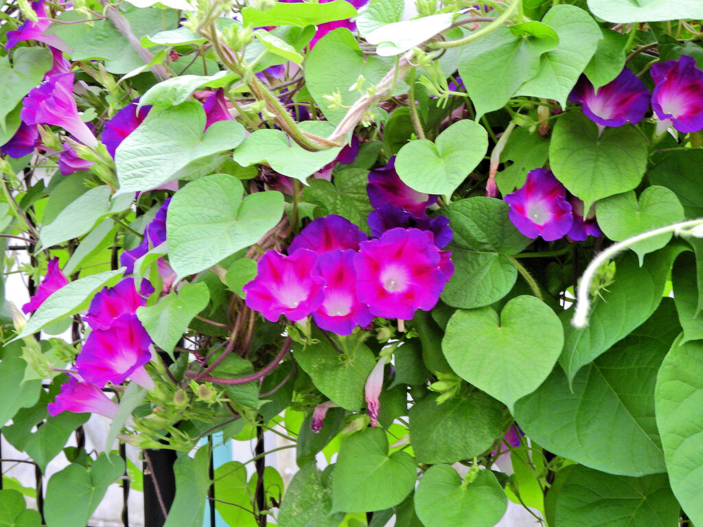 あさがぉおぉ～１