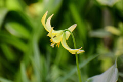 キバナカタクリ(黄花片栗)　６