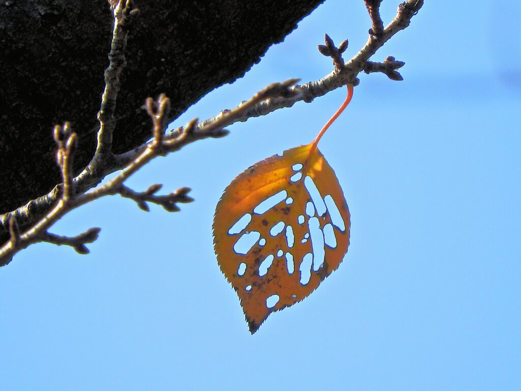枯れ葉よ～ 枯れ葉よぉ～