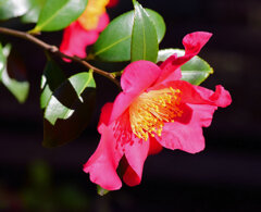 山茶花　６