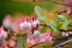 ブルーベリーの花　３