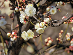 白梅が開花　１