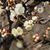 白梅が開花　１