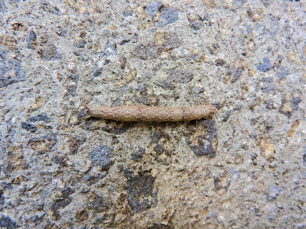 ナメクジ・・1/2