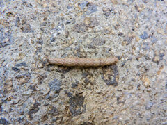 ナメクジ・・1/2