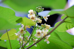 木大角豆 （きささげ）の花　２