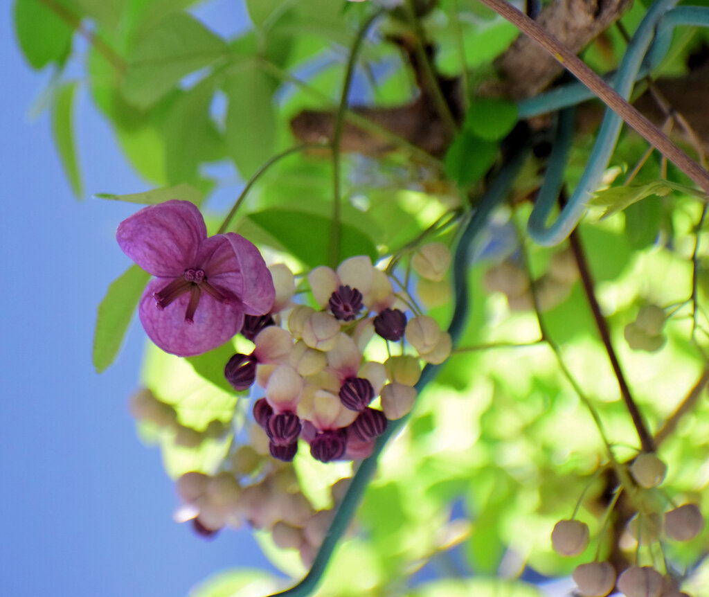 木通 （あけび）の雌花　３