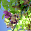 木通 （あけび）の雌花　３