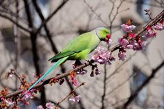 野生のワカケホンセイインコ 桜の花を食い散らかす　３