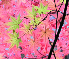 年末の大掃除・・楽しませていただきました　紅葉　４