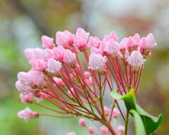 カルミア   アメリカ石楠花（しゃくなげ）　４