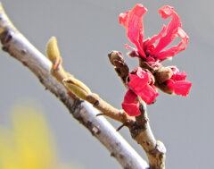  あかばなまんさく（赤花満作）が開花　５