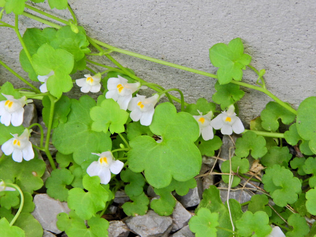 シロバナツタバウンラン（白花蔦葉海蘭）３