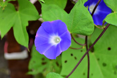 あさがおぉ～　３