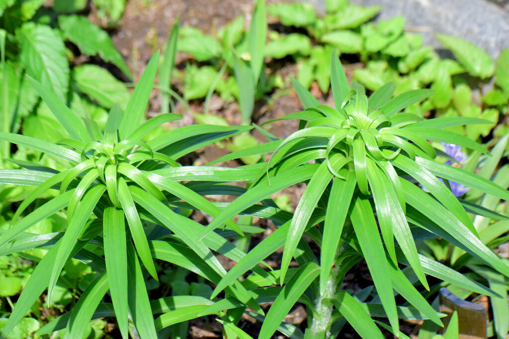 鬼百合の葉　2/3　