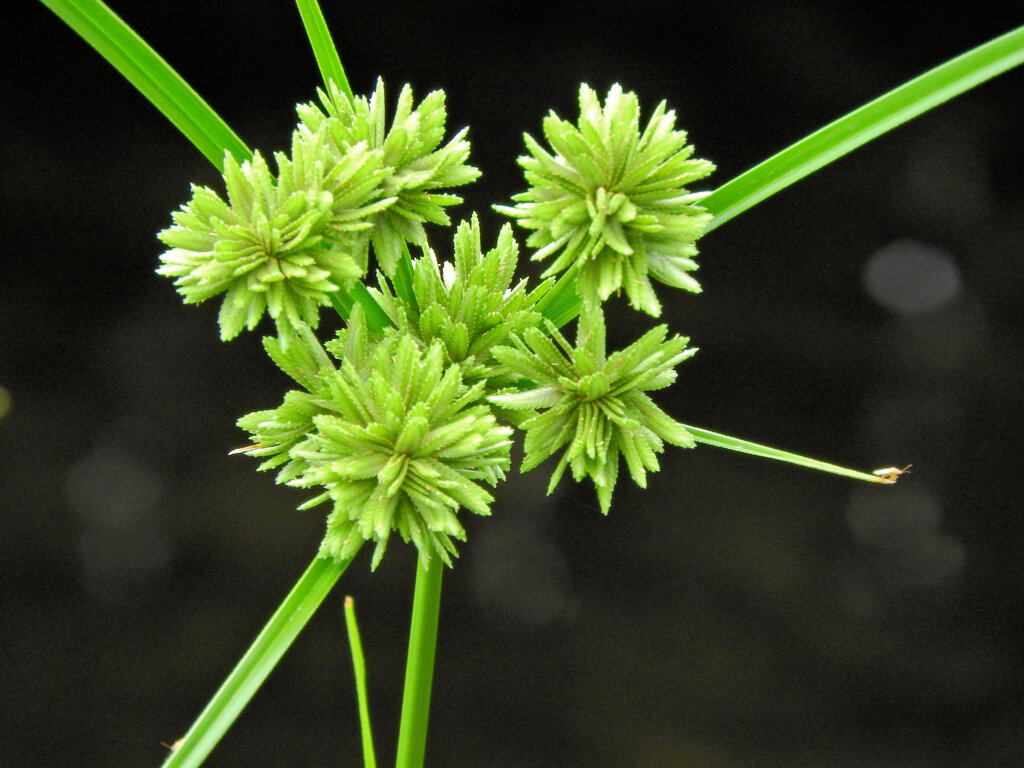 蚊帳吊草 （かやつりぐさ）４