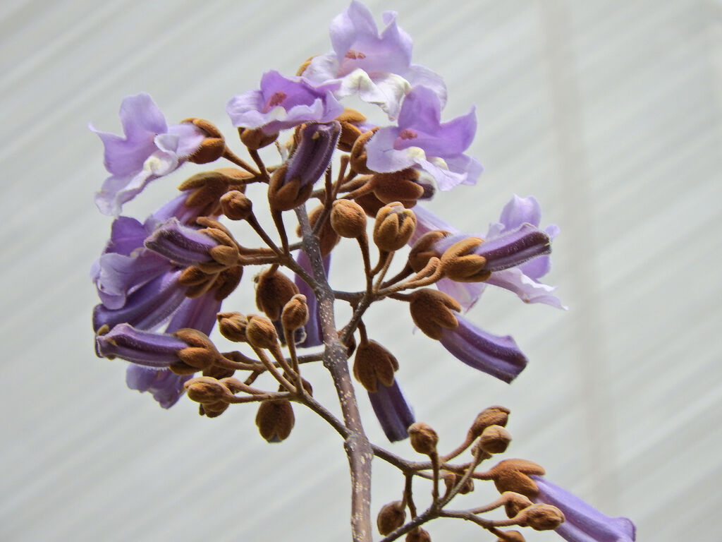 これっきり これっきり...♪　桐の花　１
