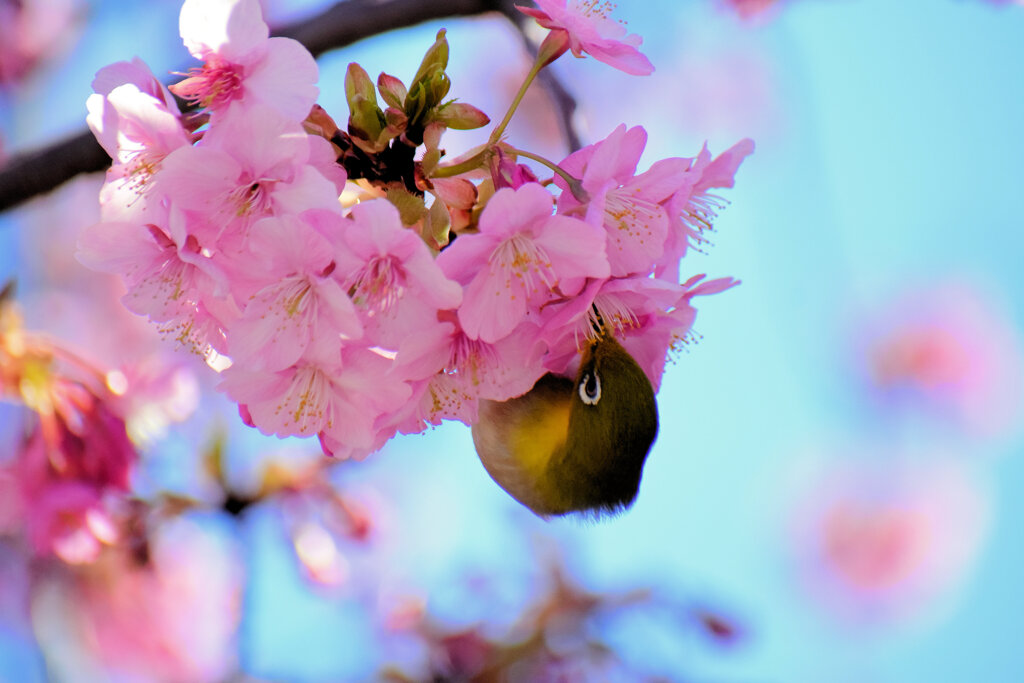 河津サクジロウ　②