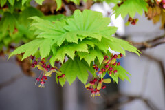 「羽団扇楓（はうちわかえで）」の花と実　２