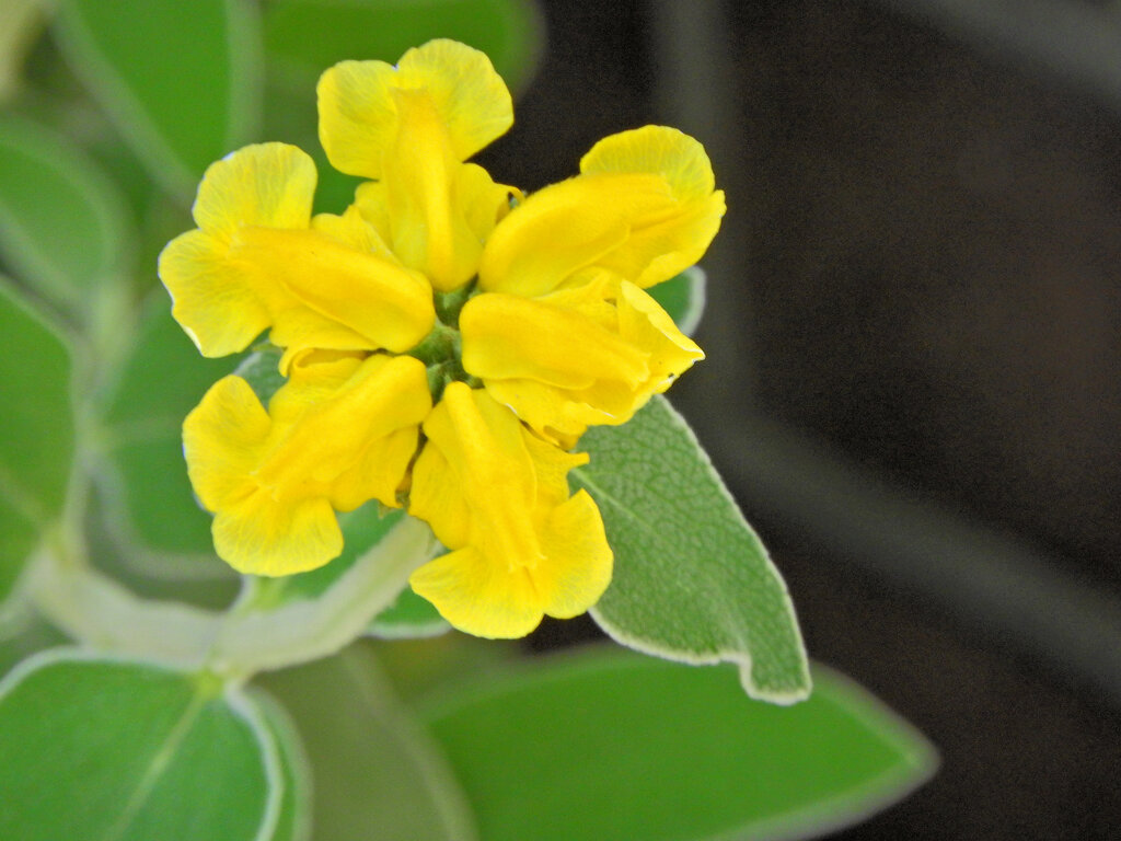 エルサレムセージ　６