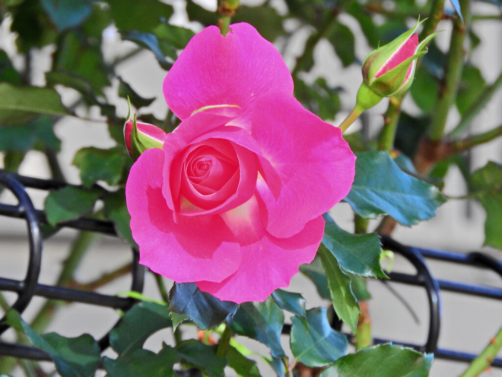 冬の薔薇　４