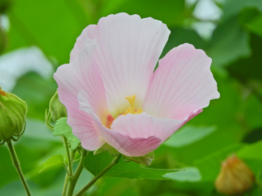 酔芙蓉　９