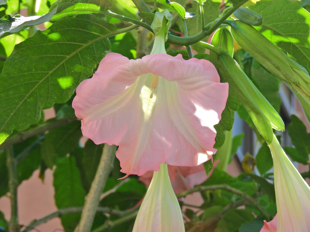 木立朝鮮アサガオ　３