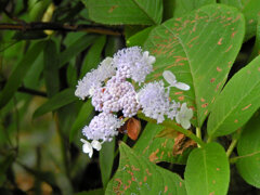 里山で玉紫陽花　１０