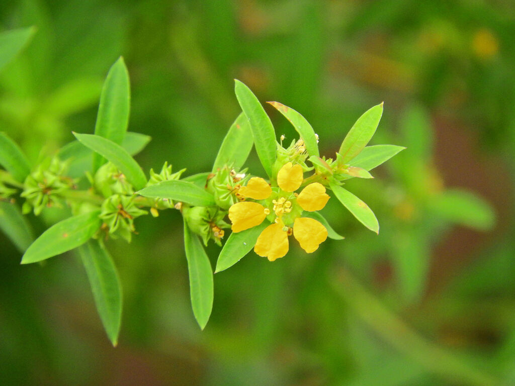 キバナミソハギ　(黄花禊萩) 　１