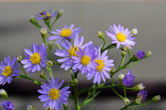 紫苑 （しおん）　２