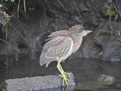 矢上川で　ゴイサギの幼鳥ホシゴイ　４