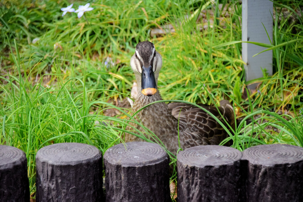 はなてふ　さん  ママはちゃんと監視してるよぉ！