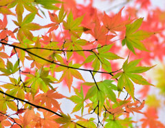 紅葉　撮り溜め　在庫処分中！　５