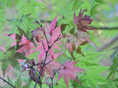 等々力緑地公園の紅葉が色付き始めました　４