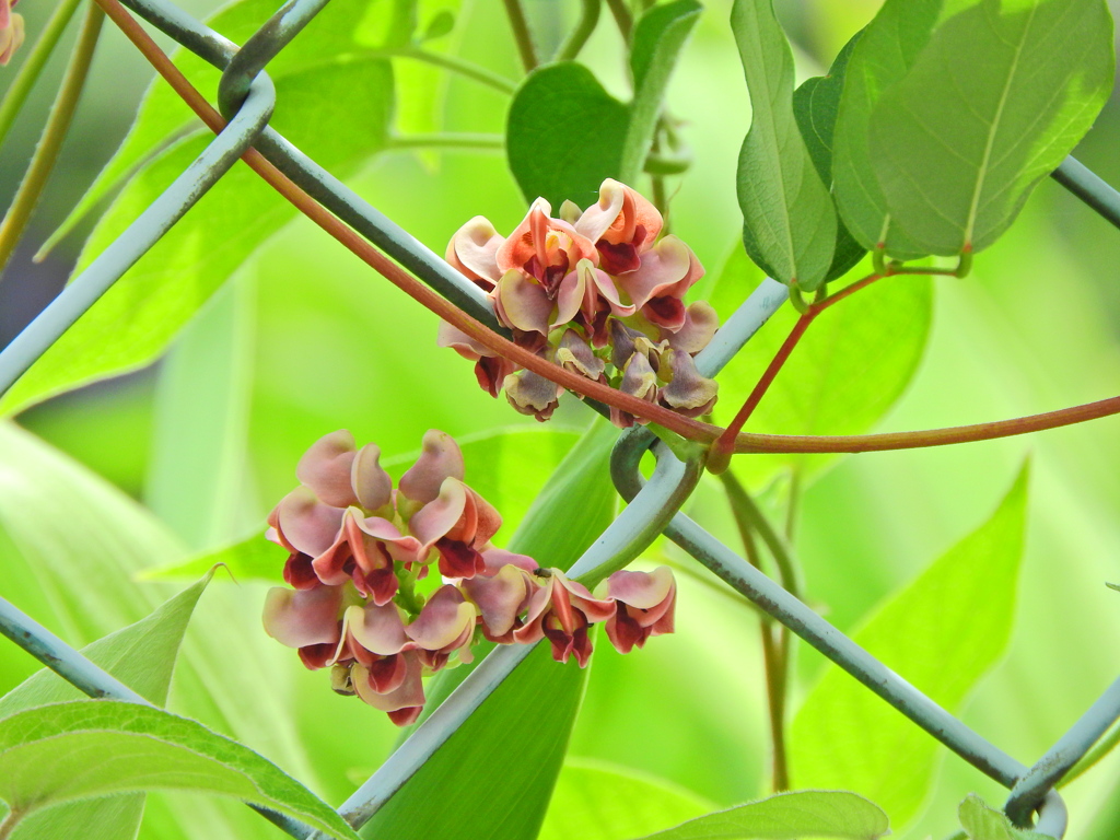 エアポテト（宇宙いも）　花　５