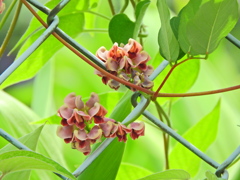 エアポテト（宇宙いも）　花　５