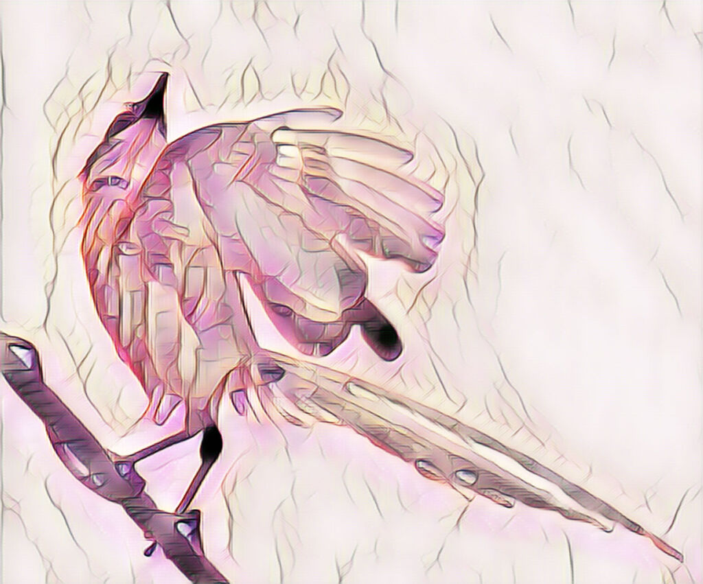 オナガ・・レタッチ加工でお遊び　５