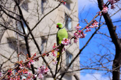 野生のワカケホンセイインコ 桜の花を食い散らかす　１０