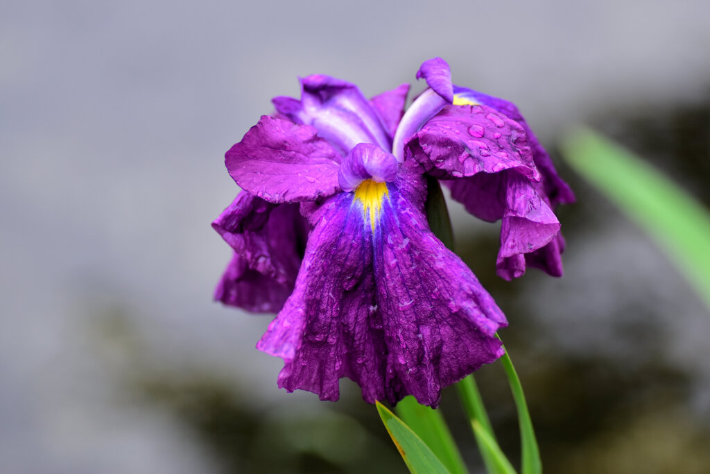 雨上がりの花菖蒲　３